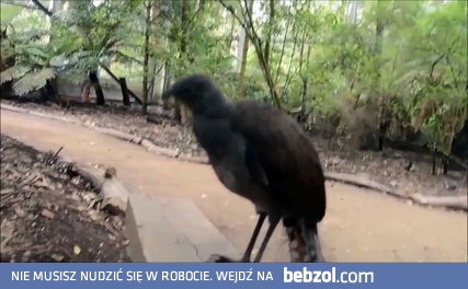 Ptak wydaje dźwięki jak lasery z Gwiezdnych Wojen