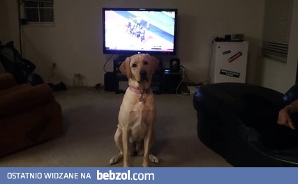 Labrador otwiera lodówkę i przynosi piwo właścicielowi