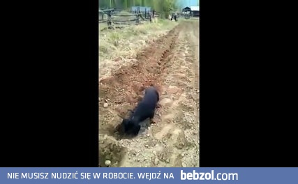 Bardzo pracowity piesek