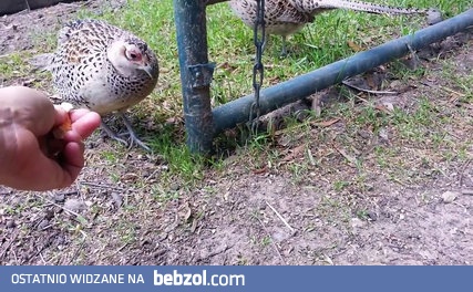 I wtedy wchodzi on, cały na złoto!