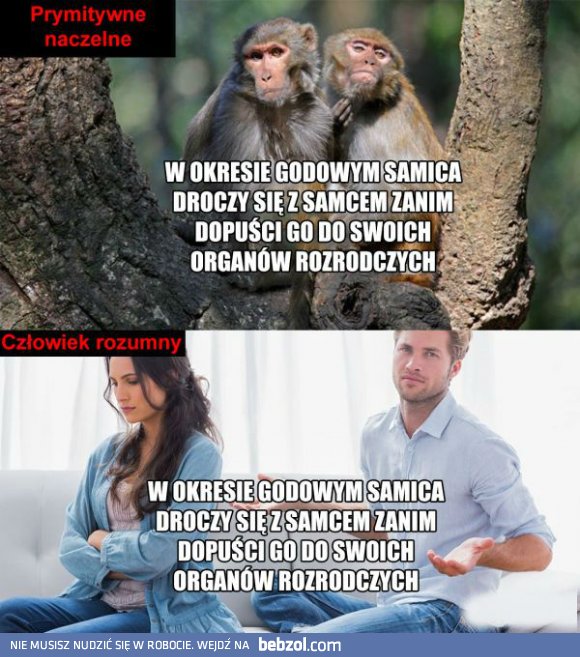 Małpy vs. człowiek
