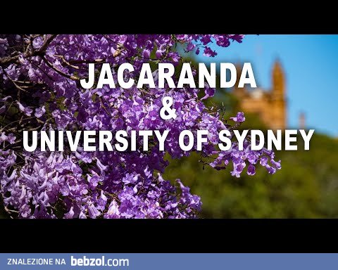 Wiosnaw w Sydney, kwitnie Jacaranda