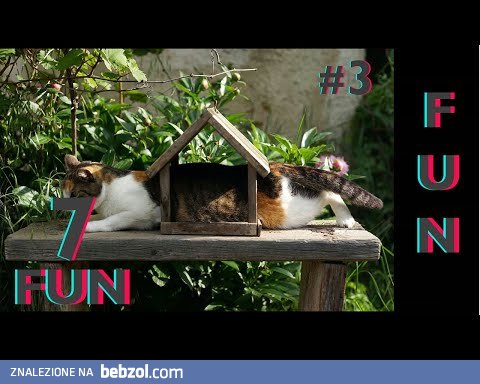 Śmieszne koty i psy zabawne zwierzęta Padniesz ze śmiechu 7Fun #3