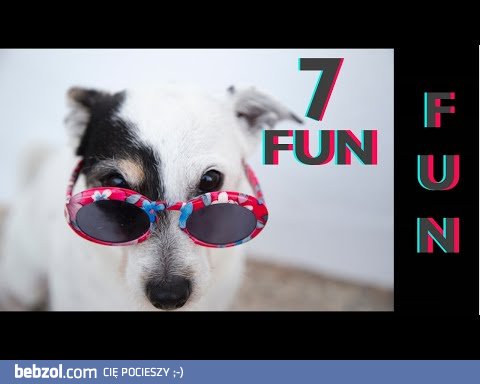 Śmieszne koty i psy zabawne zwierzęta Padniesz ze śmiechu 7Fun #7