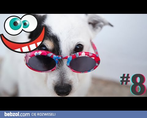 Śmieszne koty i psy zabawne zwierzęta Padniesz ze śmiechu 7Fun #8