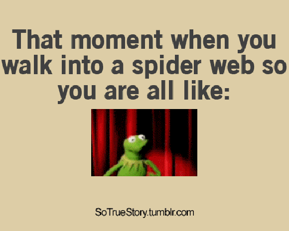 That moment when you walk info spider web