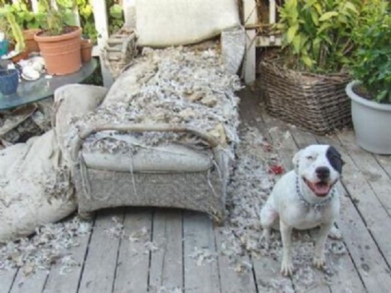 Psia destrukcja