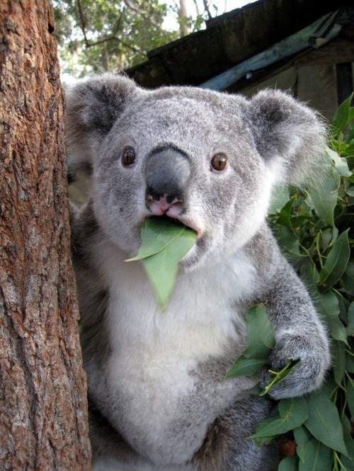 Zdumiony koala